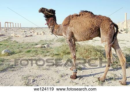 Camel (Camelus dromedarius) at the ancient city of Palmyra, Syria. View Large Photo Image Stock Photo - Camel (Camelus dromedarius) at the ancient city of Palmyra, Syria.. Fotosearch