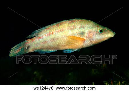 East Atlantic peacock wrasse (Crenilabrus tinca) Black Sea, Crimea, Ukraine, Eastern Europe. View Large Photo Image Stock Photo - East Atlantic peacock wrasse (Crenilabrus tinca) Black Sea, Crimea, Ukraine, Eastern Europe.. Fotosearch