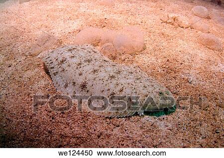 European flounder (Platichthys flesus), Black Sea, Crimea, Ukraine, Eastern Europe. View Large Photo Image Stock Image - European flounder (Platichthys flesus), Black Sea, Crimea, Ukraine, Eastern Europe.. Fotosearch