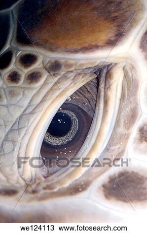 Eye green sea turtle (Chelonia mydas), Red Sea, Hurghada, Egypt, Africa. View Large Photo Image Stock Image - Eye green sea turtle (Chelonia mydas), Red Sea, Hurghada, Egypt, Africa.. Fotosearch