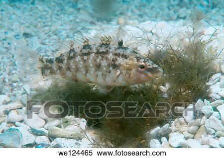 Fish Karraspio grisa (Symphodus cinereus) guarding its nest. Black Sea, Crimea, Ukraine, Eastern Europe. View Large Photo Image Stock Photography - Fish Karraspio grisa (Symphodus cinereus) guarding its nest. Black Sea, Crimea, Ukraine, Eastern Europe.. Fotosearch