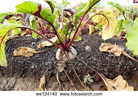 Fresh organic Beetroot growing in garden, Poona, Maharashtra, India. View Large Photo Image Stock Image - Fresh organic Beetroot growing in garden, Poona, Maharashtra, India.. Fotosearch