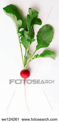 Fresh Red Radish on a white background. View Large Photo Image Stock Image - Fresh Red Radish on a white background.. Fotosearch