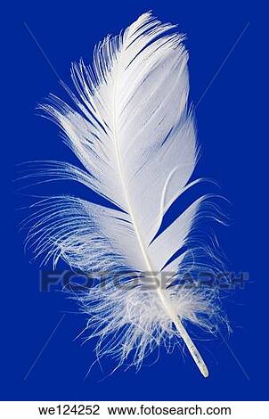 Goose Feather Isolated on Blue Background. View Large Photo Image Stock Image - Goose Feather Isolated on Blue Background.. Fotosearch