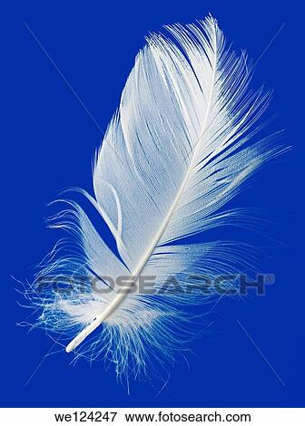 Goose Feather Isolated on Blue Background. View Large Photo Image Stock Photo - Goose Feather Isolated on Blue Background.. Fotosearch