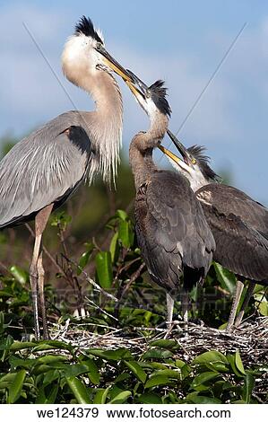 Great Blue Heron on nest with young - Wakodahatchee Wetlands - Delray Beach, Florida USA. View Large Photo Image Stock Photo - Great Blue Heron on nest with young - Wakodahatchee Wetlands - Delray Beach, Florida USA.. Fotosearch