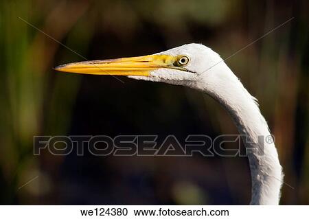 Great Egret - Green Cay Wetlands - Boynton Beach, Florida USA. View Large Photo Image Stock Image - Great Egret - Green Cay Wetlands - Boynton Beach, Florida USA.. Fotosearch