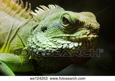 Green Common Iguana on Dark Background. View Large Photo Image Stock Image - Green Common Iguana on Dark Background.. Fotosearch