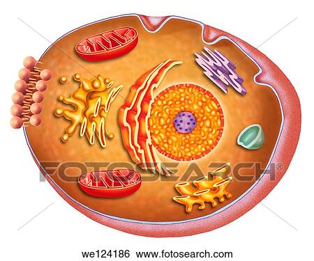 Stock Photograph - Illustration of a cell where the main elements possessing complex structure, it is covered by a sheath varying according to the living organism it belongs. Fotosearch