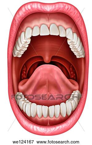 Illustration of the anatomy of the mouth open, because in this way you can see the different elements that compose it. View Large Photo Image Stock Photo - Illustration of the anatomy of the mouth open, because in this way you can see the different elements that compose it.. Fotosearch