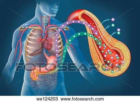 Stock Image - Illustration of the human body with a closeup of receiving glucose artery of the stomach and pancreas insulin main elements acting in diabetes. Fotosearch