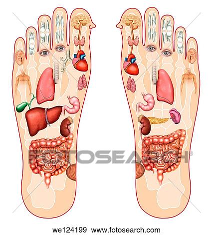 illustration of the soles of the feet in which indicate the different points of the human body organs. View Large Photo Image Stock Photo - illustration of the soles of the feet in which indicate the different points of the human body organs.. Fotosearch