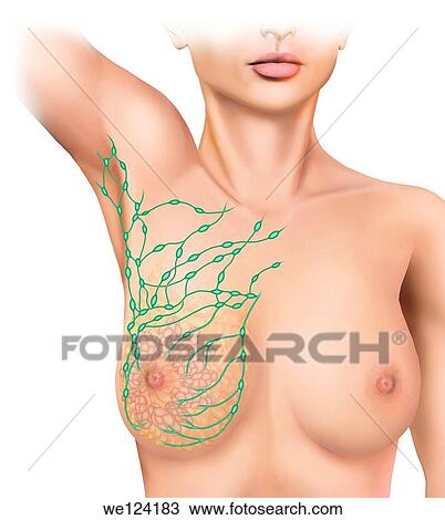 Stock Image - illustrations on the lymphatic system where we find the situation pechgo ganglia of women. Fotosearch