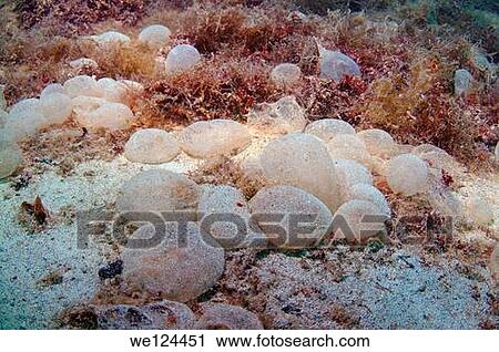 Stock Image - Jelly-like eggs of unknown origin, Black Sea, Crimea, Ukraine, Eastern Europe.. Fotosearch