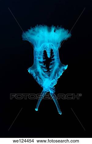 Jellyfish (Medusozoa sp. ) unknown to science, Black Sea, Crimea, Ukraine, Eastern Europe. View Large Photo Image Picture - Jellyfish (Medusozoa sp. ) unknown to science, Black Sea, Crimea, Ukraine, Eastern Europe.. Fotosearch