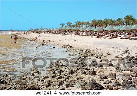 Picture - Low tide on coral beach, Sharm el-Sheikh, Sinai Peninsula, Egypt.. Fotosearch