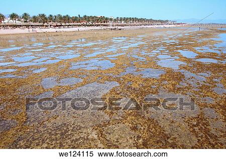 Low tide on coral beach, Sharm el-Sheikh, Sinai Peninsula, Egypt. View Large Photo Image Stock Photography - Low tide on coral beach, Sharm el-Sheikh, Sinai Peninsula, Egypt.. Fotosearch