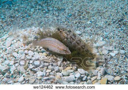 Male and female fish Karraspio grisa (Symphodus cinereus) on the nest. Black Sea, Crimea, Ukraine, Eastern Europe. View Large Photo Image Stock Image - Male and female fish Karraspio grisa (Symphodus cinereus) on the nest. Black Sea, Crimea, Ukraine, Eastern Europe.. Fotosearch