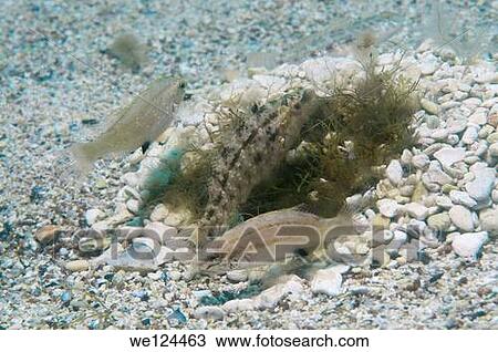 Male and female fish Karraspio grisa (Symphodus cinereus) on the nest. Black Sea, Crimea, Ukraine, Eastern Europe. View Large Photo Image Stock Image - Male and female fish Karraspio grisa (Symphodus cinereus) on the nest. Black Sea, Crimea, Ukraine, Eastern Europe.. Fotosearch