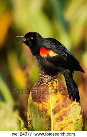 Male Red-winged Blackbird Singing - Green Cay Wetlands - Boynton Beach, Florida USA. View Large Photo Image Stock Photo - Male Red-winged Blackbird Singing - Green Cay Wetlands - Boynton Beach, Florida USA.. Fotosearch