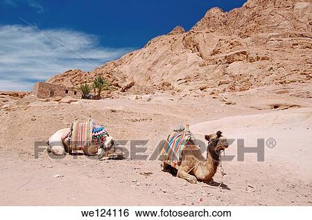 Parking camels, Arabian camel (Camelus dromedarius), Sinai Peninsula, Egypt. View Large Photo Image Stock Photograph - Parking camels, Arabian camel (Camelus dromedarius), Sinai Peninsula, Egypt.. Fotosearch