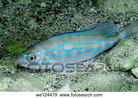 Picarel (Spicara smaris) Black Sea, Crimea, Ukraine, Eastern Europe. View Large Photo Image Stock Photo - Picarel (Spicara smaris) Black Sea, Crimea, Ukraine, Eastern Europe.. Fotosearch