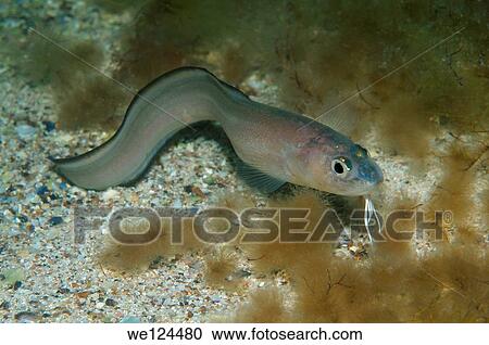 RocheÆs snake blenny (Ophidion rochei) Black Sea, Crimea, Ukraine, Eastern Europe. View Large Photo Image Stock Image - RocheÆs snake blenny (Ophidion rochei) Black Sea, Crimea, Ukraine, Eastern Europe.. Fotosearch