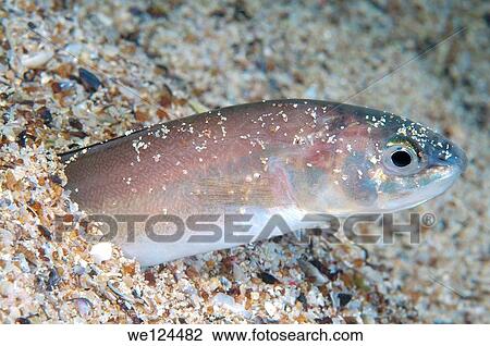 RocheÆs snake blenny (Ophidion rochei) Black Sea, Crimea, Ukraine, Eastern Europe. View Large Photo Image Stock Image - RocheÆs snake blenny (Ophidion rochei) Black Sea, Crimea, Ukraine, Eastern Europe.. Fotosearch