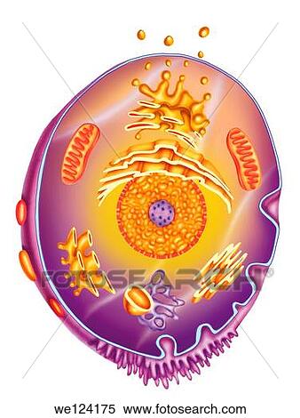 Stock Photography - Schematic illustration of a cell where you can see one of its main elements with its complex structure is covered by an envelope varying organism it belongs to. Fotosearch