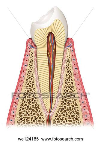 Stock Photography - Schematic image of a healthy tooth deferens dissected showing elements that cover the tooth. Fotosearch