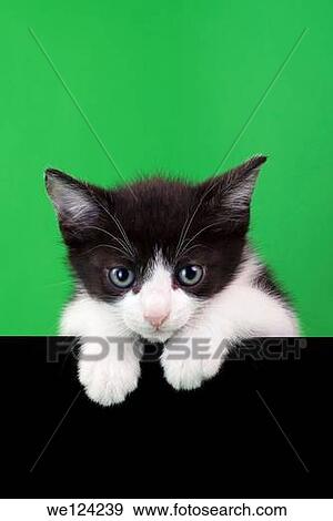 Small Domestic Cat Cutout on Green and Black Background. View Large Photo Image Stock Photo - Small Domestic Cat Cutout on Green and Black Background.. Fotosearch