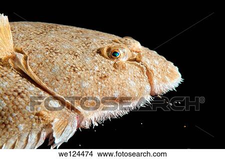 Snouted sole (Solea lascaris nasuta, Solea nasuta) Black Sea, Crimea, Ukraine, Eastern Europe. View Large Photo Image Picture - Snouted sole (Solea lascaris nasuta, Solea nasuta) Black Sea, Crimea, Ukraine, Eastern Europe.. Fotosearch