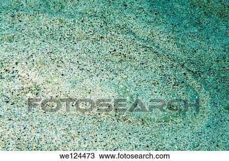 Snouted sole (Solea lascaris nasuta, Solea nasuta) Black Sea, Crimea, Ukraine, Eastern Europe. View Large Photo Image Stock Image - Snouted sole (Solea lascaris nasuta, Solea nasuta) Black Sea, Crimea, Ukraine, Eastern Europe.. Fotosearch