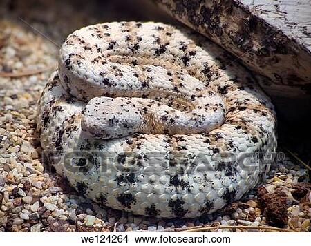 Southwestern Speckled Rattlesnake, Crotalus Mitchelli Pyrrus. Snake exhibition in Zagreb Town View Large Photo Image Picture - Southwestern Speckled Rattlesnake, Crotalus Mitchelli Pyrrus. Snake exhibition in Zagreb Town. Fotosearch