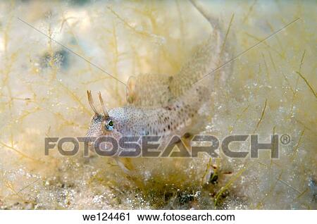 Tentacled blenny (Parablennius tentacularis) Black Sea, Crimea, Ukraine, Eastern Europe. View Large Photo Image Stock Image - Tentacled blenny (Parablennius tentacularis) Black Sea, Crimea, Ukraine, Eastern Europe.. Fotosearch