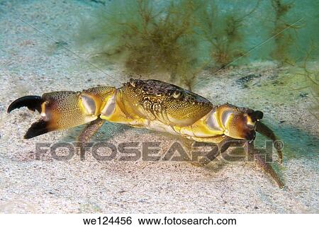 warty crab or yellow crab (Eriphia verrucosa) Black Sea, Crimea, Ukraine, Eastern Europe. View Large Photo Image Stock Photograph - warty crab or yellow crab (Eriphia verrucosa) Black Sea, Crimea, Ukraine, Eastern Europe.. Fotosearch