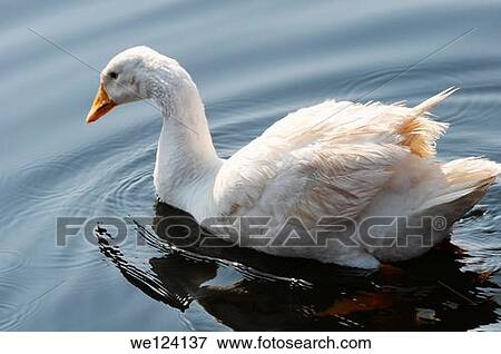 White Goose in Deep Blue Water, Kolhapoor Maharashtra, India. View Large Photo Image Stock Photo - White Goose in Deep Blue Water, Kolhapoor Maharashtra, India.. Fotosearch