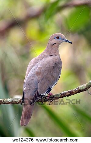 White-winged Dove - Green Cay Wetlands - Boynton Beach, Florida USA. View Large Photo Image Stock Photograph - White-winged Dove - Green Cay Wetlands - Boynton Beach, Florida USA.. Fotosearch