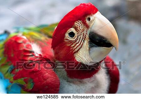 A 50 day old Red and Green Macaw chick, Tambopata Research Center (TRC), Tambopata Nature Reserve, Madre de Dios region, Peru. View Large Photo Image Stock Photography - A 50 day old Red and Green Macaw chick, Tambopata Research Center (TRC), Tambopata Nature Reserve, Madre de Dios region, Peru.. Fotosearch