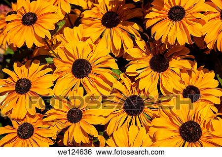 A Bouquet of Black eyed susan Rudbeckia hirti flowers. View Large Photo Image Stock Photograph - A Bouquet of Black eyed susan Rudbeckia hirti flowers.. Fotosearch