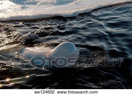 Arctic, Russia, Russian north, north, Kareliya, White sea. View Large Photo Image Stock Image - Arctic, Russia, Russian north, north, Kareliya, White sea.. Fotosearch