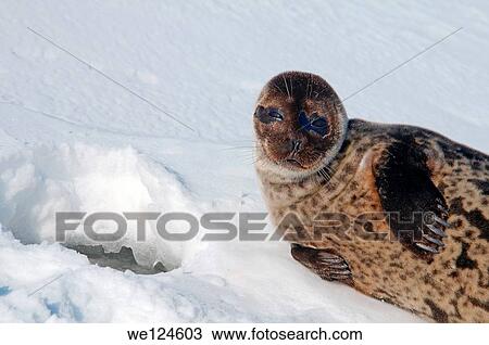 Arctic, Russia, Russian north, Kareliya, White sea. View Large Photo Image Stock Image - Arctic, Russia, Russian north, Kareliya, White sea.. Fotosearch