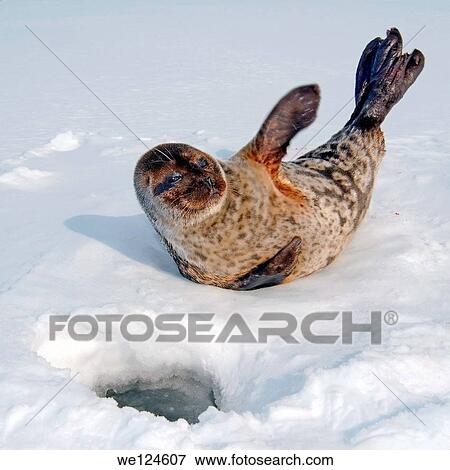 Arctic, Russia, Russian north, Kareliya, White sea. View Large Photo Image Stock Photo - Arctic, Russia, Russian north, Kareliya, White sea.. Fotosearch