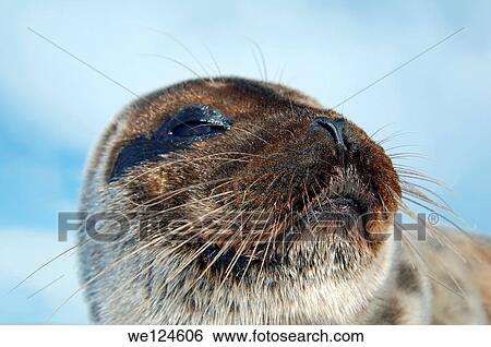 Arctic, Russia, Russian north, Kareliya, White sea. View Large Photo Image Stock Photograph - Arctic, Russia, Russian north, Kareliya, White sea.. Fotosearch
