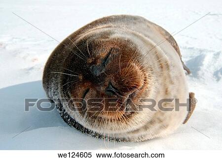 Arctic, Russia, Russian north, Kareliya, White sea. View Large Photo Image Stock Photography - Arctic, Russia, Russian north, Kareliya, White sea.. Fotosearch