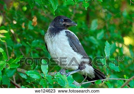 Baby Hooded Crow, Crow Corvus, or Hoodiecrow (Corvus cornix), Yermakov island, Ukraine, Eastern Europ. View Large Photo Image Stock Image - Baby Hooded Crow, Crow Corvus, or Hoodiecrow (Corvus cornix), Yermakov island, Ukraine, Eastern Europ.. Fotosearch