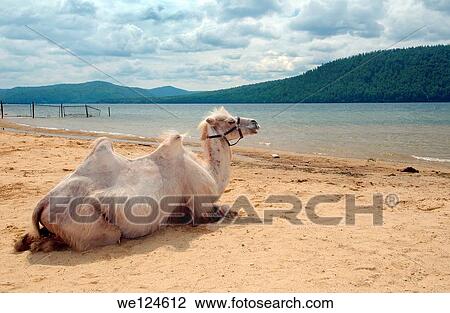 Bactrian camel (Camelus bactrianus) on the river bank Angara, Lake Baikal, Siberia, Russian Federation. View Large Photo Image Stock Image - Bactrian camel (Camelus bactrianus) on the river bank Angara, Lake Baikal, Siberia, Russian Federation.. Fotosearch