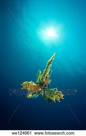 barbed huchback poacher (agonomalus proboseidalis) Japan sea, Far East, Primorsky Krai, Russian Federation. View Large Photo Image Stock Image - barbed huchback poacher (agonomalus proboseidalis) Japan sea, Far East, Primorsky Krai, Russian Federation.. Fotosearch