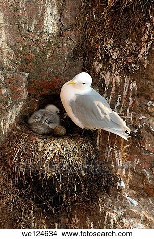 Black-legged Kittiwake (Rissa tridactyla), Barents Sea, Russia, Arctic. View Large Photo Image Picture - Black-legged Kittiwake (Rissa tridactyla), Barents Sea, Russia, Arctic.. Fotosearch