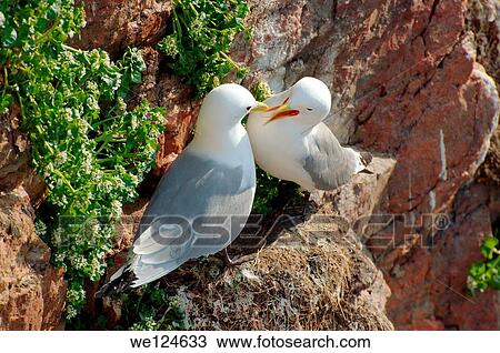 Black-legged Kittiwake (Rissa tridactyla), Barents Sea, Russia, Arctic. View Large Photo Image Stock Image - Black-legged Kittiwake (Rissa tridactyla), Barents Sea, Russia, Arctic.. Fotosearch